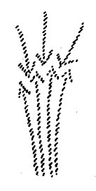 AltName